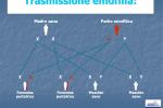 Emofilia - Trasmissione