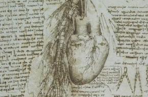  Leonardo Disegno anatomico