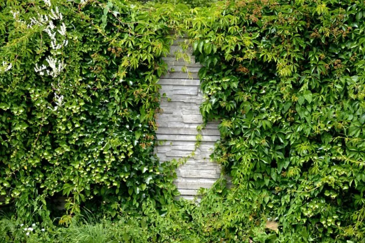 Vuoi coprire un muro o un balcone? Ecco la rampicante che non muore nemmeno d’inverno