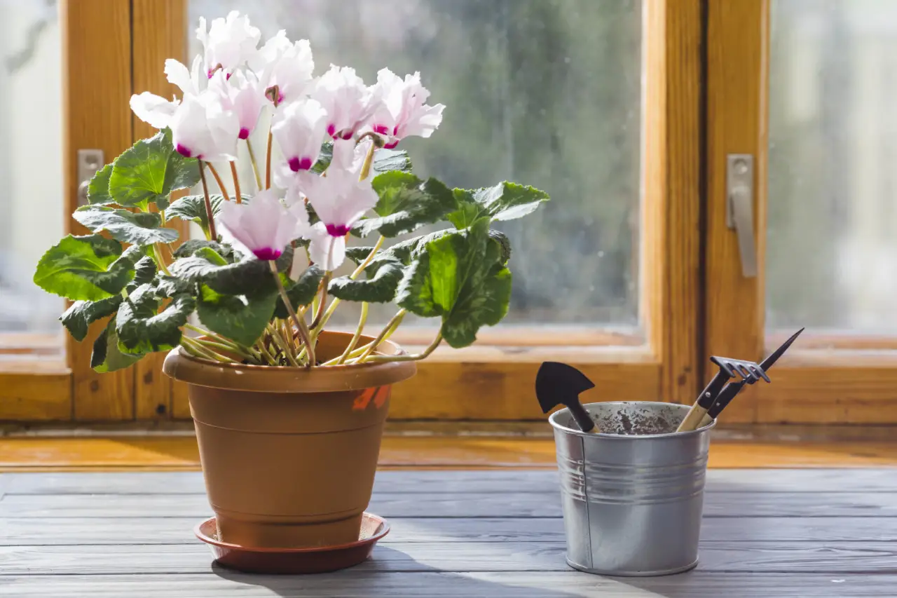 Come curare il ciclamino in vaso per farlo durare tutto l’inverno? L’errore di annaffiatura che lo uccide