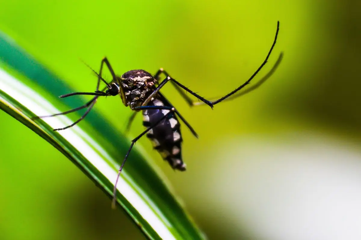 Allontanare le zanzare dal tuo giardino: i tre metodi infallibili