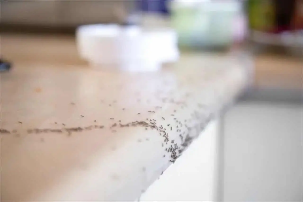 Se trovi questi insetti in cucina di notte devi pulire subito qui