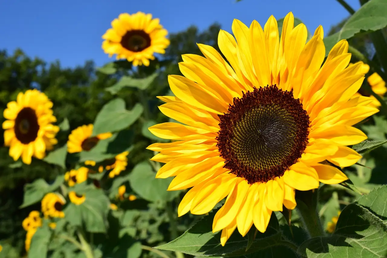 Come coltivare girasoli alti e resistenti
