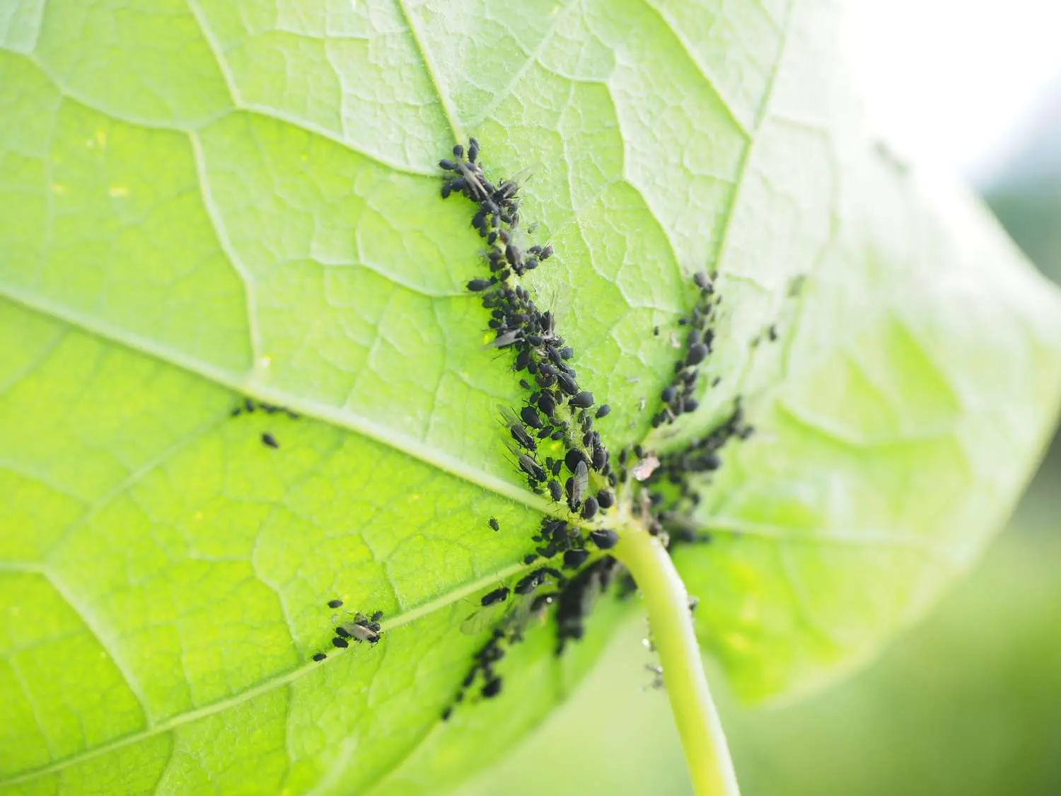 Attenzione se vedi questo sulle tue piante: ecco le malattie più comuni e come curarle