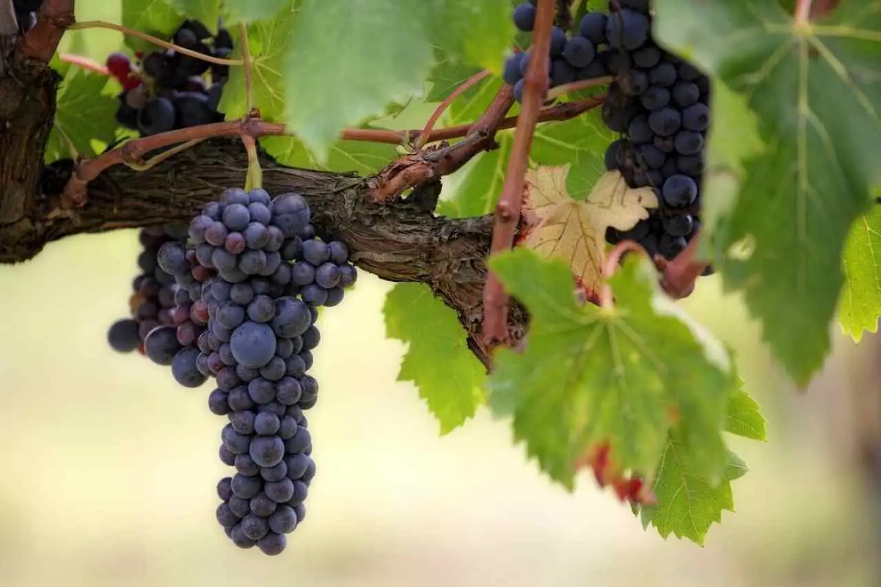 Non mangiare solo uva e fichi: ecco i frutti autunnali dimenticati che fanno benissimo