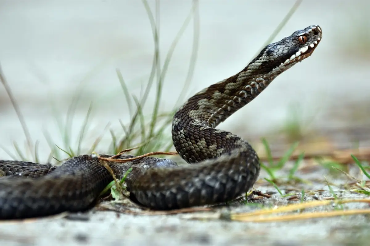 Attenzione: ecco la lista degli animali proibiti che rischiando multe salatissime se li tieni in casa