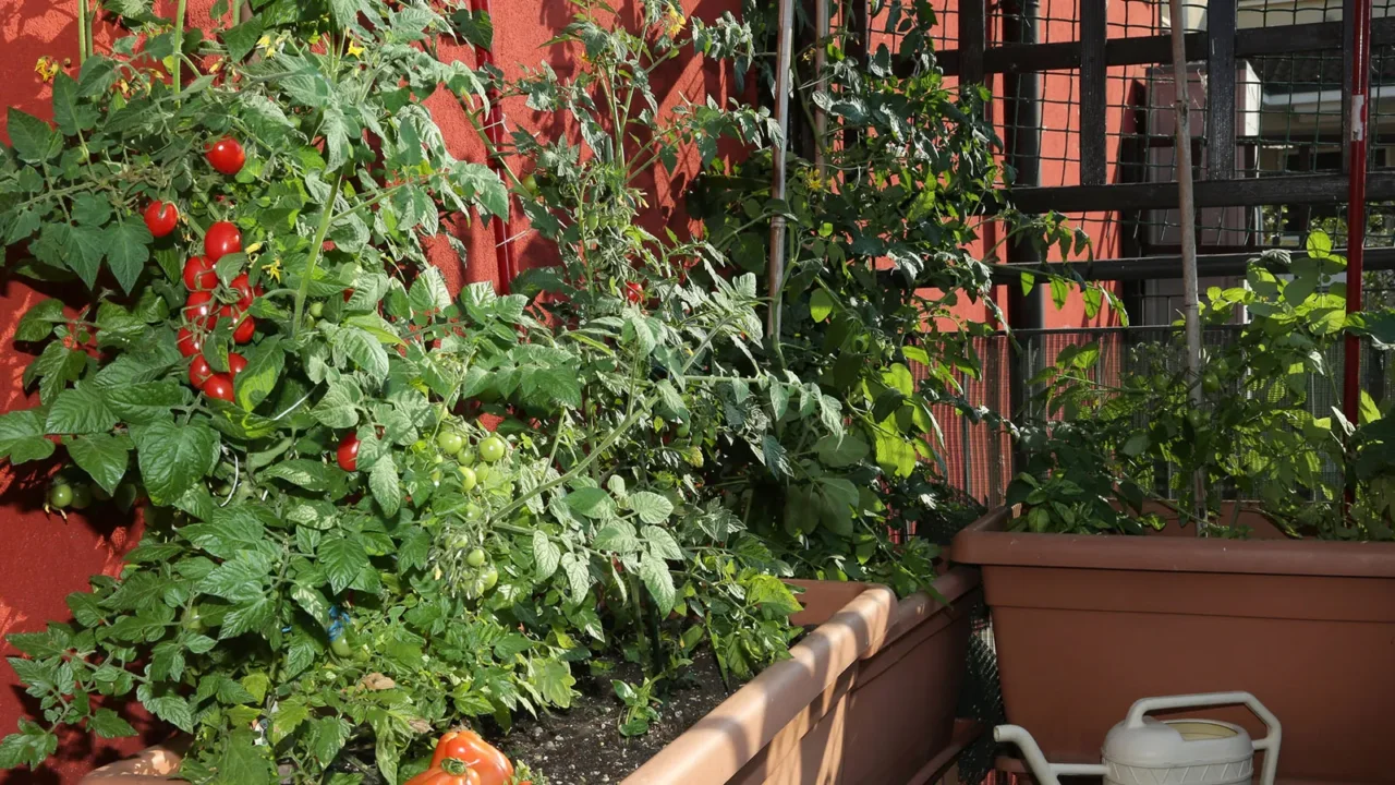 Non rinunciare all’orto se hai solo il balcone: ecco le piante che crescono benissimo in vaso