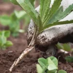 Se vedi queste strane radici spuntare sulla tua pianta? Ecco perché non devi tagliarle