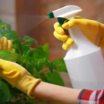 Non usare questo ingrediente comune per pulire le foglie delle piante: le soffoca