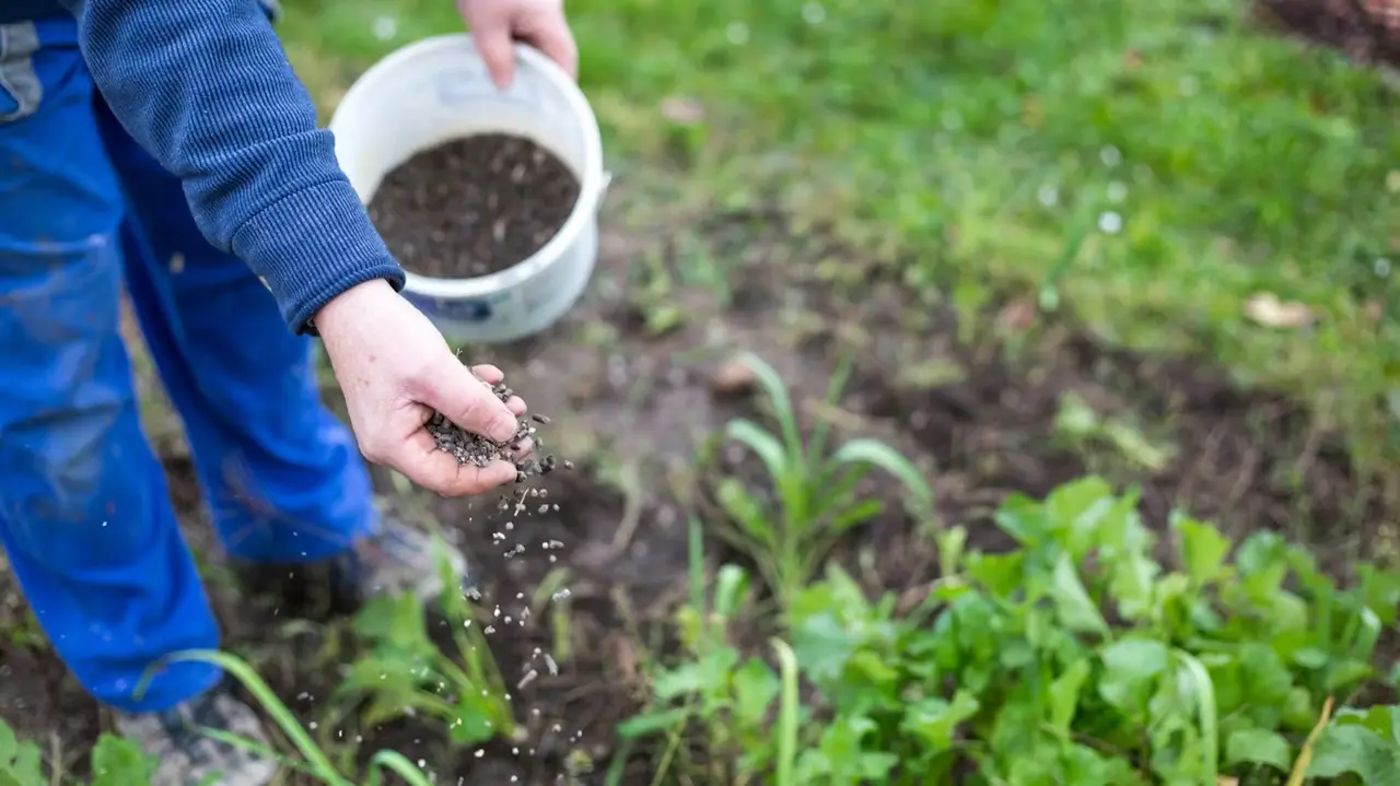 Come si fa a concimare le piante in autunno? Il tipo di fertilizzante giusto