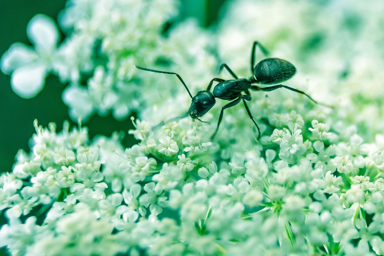 Come eliminare formiche dal giardino senza prodotti tossici