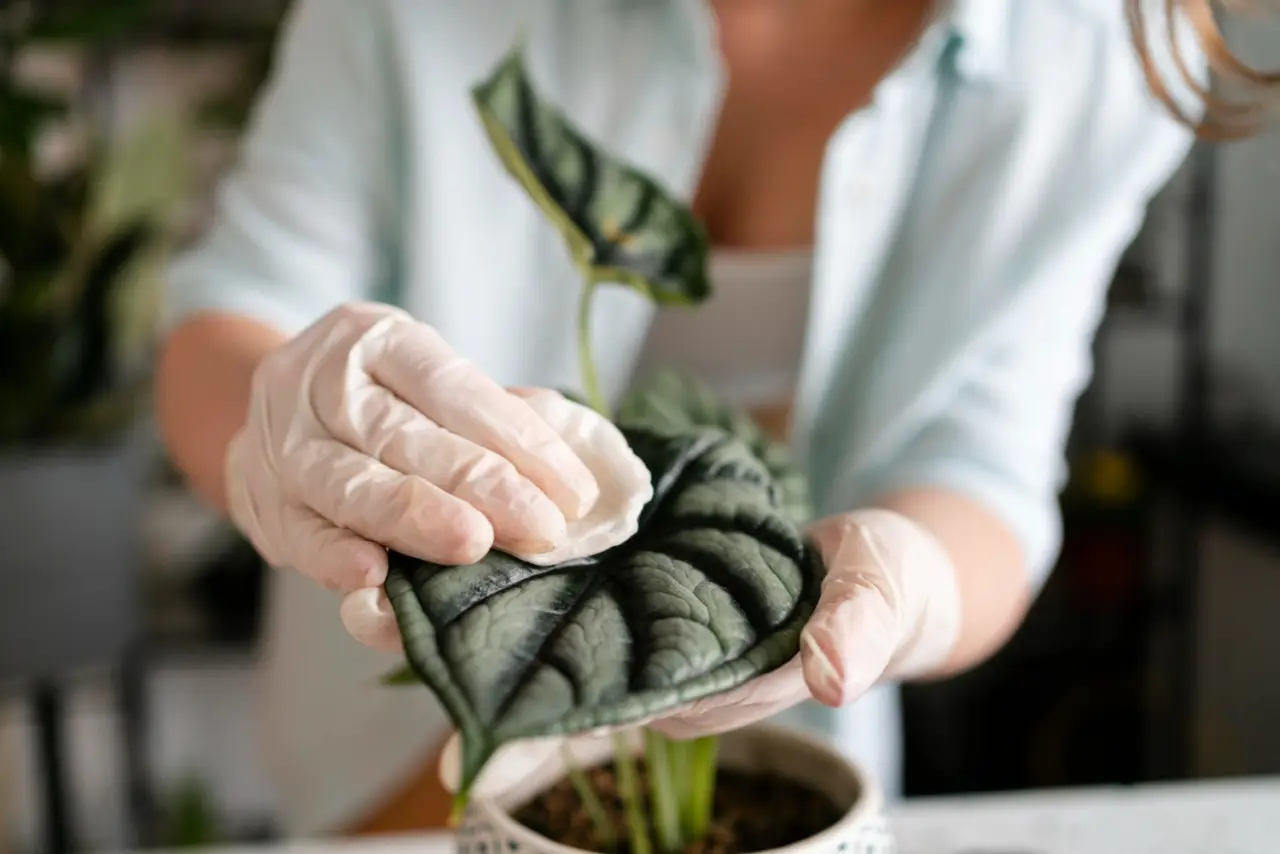 La tua Alocasia ha le foglie gialle che piangono, cosa succede? L’eccesso di acqua