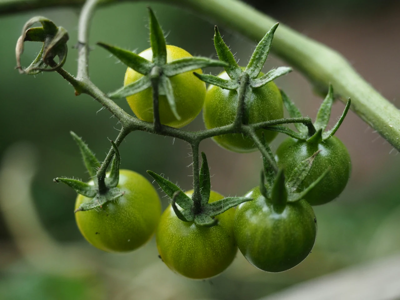 Pomodori ancora verdi a fine estate? Ecco il trucco per farli maturare velocemente anche in autunno