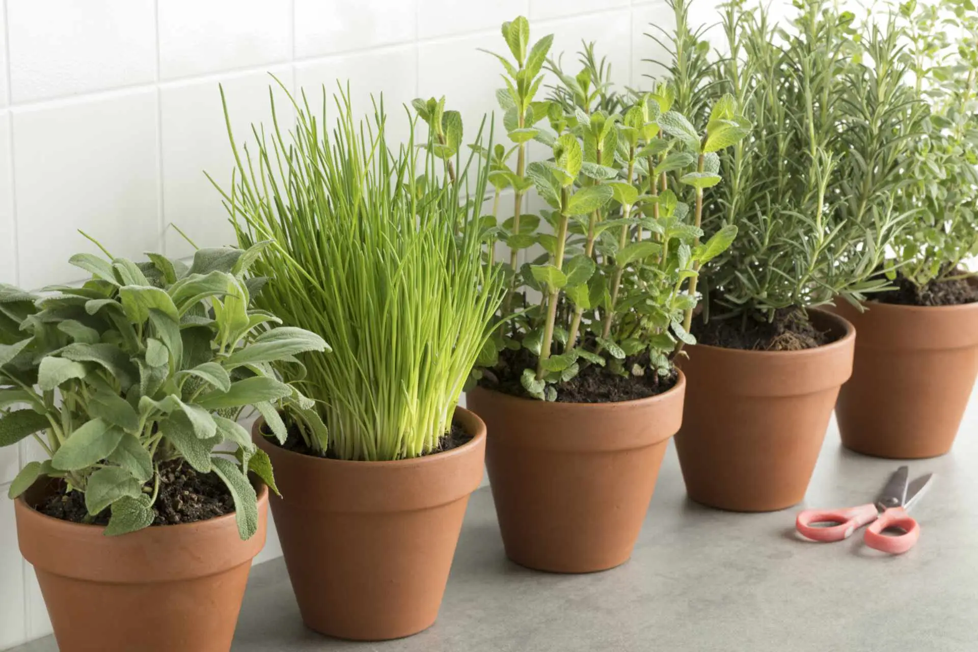 Come coltivare piante aromatiche in cucina