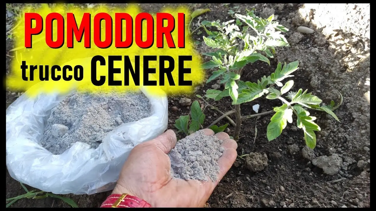 Quante volte bisogna concimare i pomodori? Ecco la risposta degli esperti