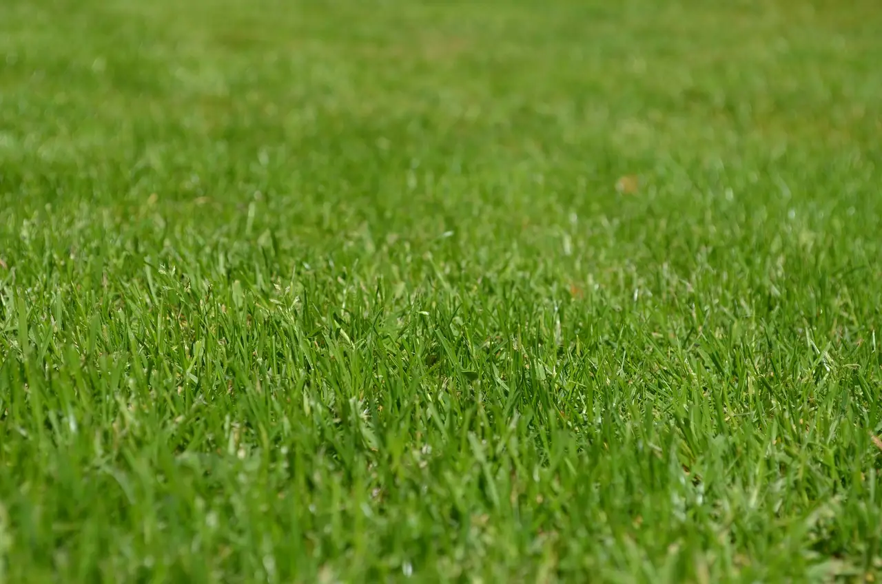 Il momento esatto e il trucco per piantare l’erba in giardino e ottenere un prato perfetto