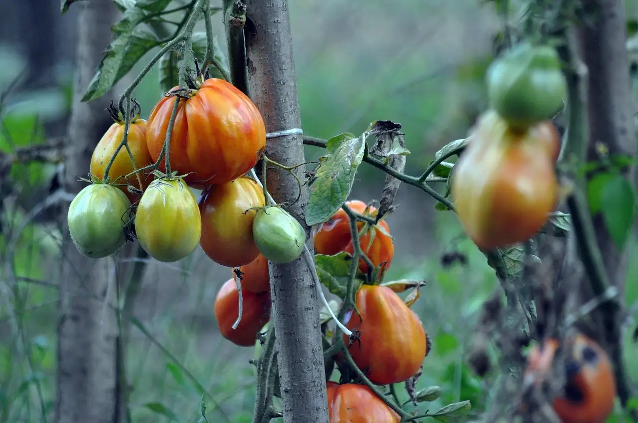 Pomodori bloccati o ingialliti? Ecco il trucco naturale per rinvigorirli subito e avere più frutti